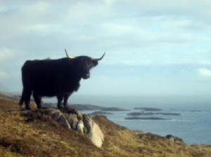 Ardalanish Isle of Mull