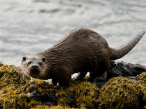 Otter Loch Scridain Isle of Mull