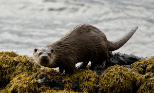 Otter Loch Scridain, Isle of Mull, wildlife