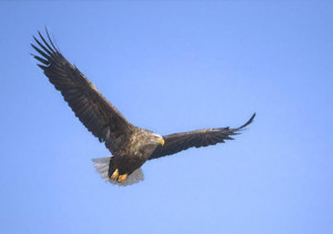 boat-trips-and-tours,Sea or white tailed eagle Isle of Mull