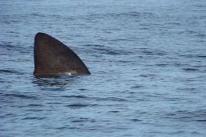 Basking Shark, Staffa