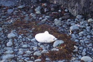 Atlantic grey seal, Staffa,Hebrides
