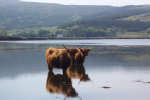 Highland Cows Isle of Mull
