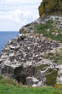 Harp rock Bird colony Lunga Treshnish Isles