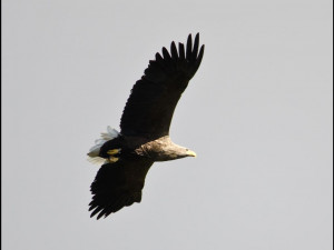 Sea or White tailed eagle, Isle of Mull, wildlife