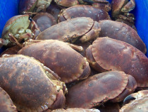 Edible Brown Crab Fionnphort Pier Isle of Mull