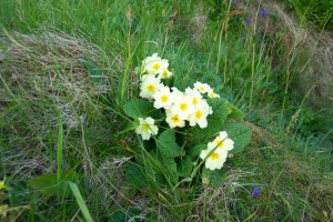 Primrose wildflower,Isle of Staffa