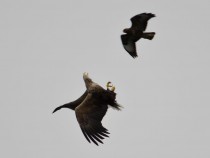 Sea eagles Isle of Mull