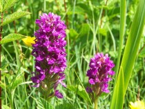 Early Orchid Traigh Ghael Isle of Mull