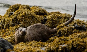 Otter, boat-trips-and-tours