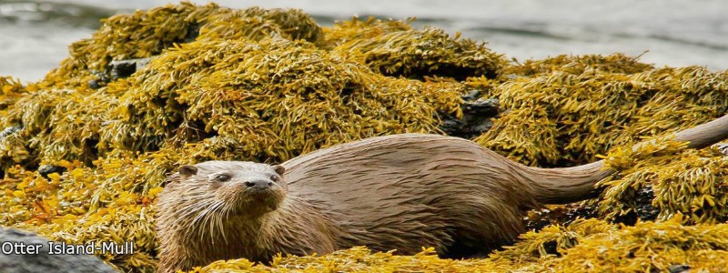 Otter,Isle of Mull