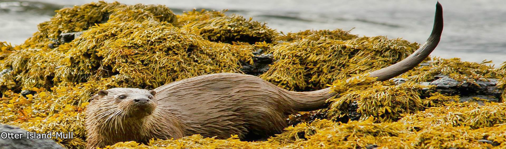 Otter,Isle of Mull