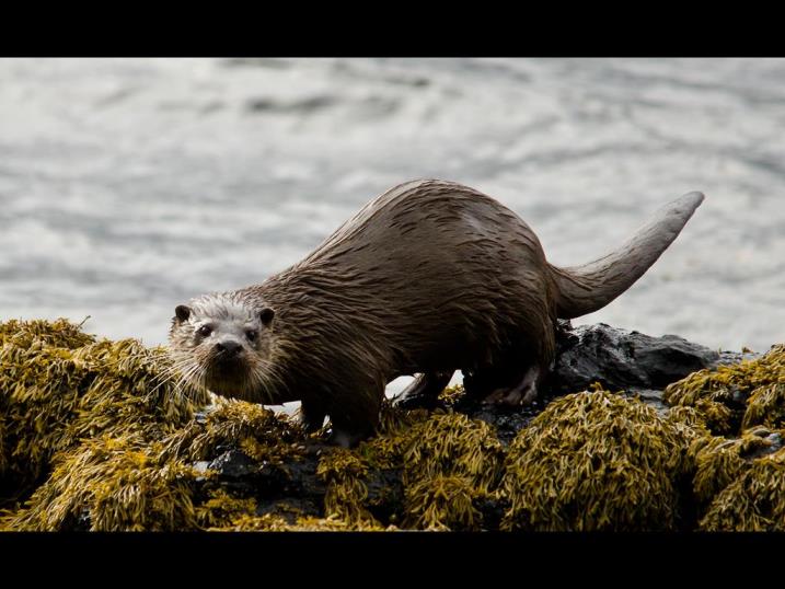 Otter Isle of Mull
