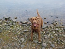 Megan chocolate labrador Seaview bed and breakfast Isle of Mull