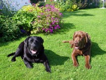 Black and Chocolate Labrador retrievers Seaview bed and breakfast Fionnphort Isle of Mull