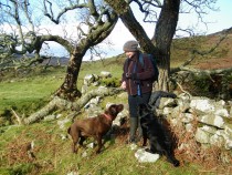 Black and Chocolate labrador Retrievers Cuillimore Tavool Ardmeanach Isle of Mull