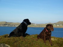 Seaview bed and breakfast Labrador retrievers Isle of Mull Isle of Iona
