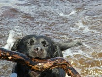 Black Labrador retriever retrieving Loch Pottie Isle of Mull