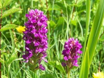Orchids Traigh Ghael Ross Of Mull