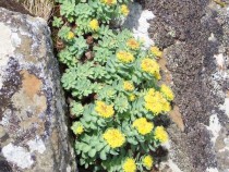 Wildflower roseroot the heros plant Isle of Lunga Treshnish Mull