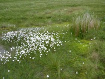 Wildflower bog cotton Loch Pottie Isle of Mull