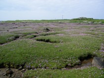 Wildflowers sea pinks Burnside Isle of Mull