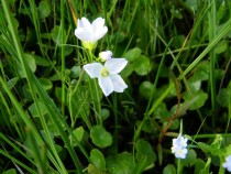 Wild flower Grass of Parnassus Isle of Iona