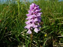 Wild flower Heath spotted Orchid Kilpatrick Isle of Mull