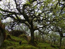 Tree Sottish Oak Atties Wood Tireregan Isle of Mull