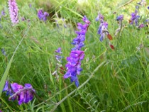 Wildflower purple tufted vetch July