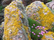 Sea pink and lichen Fionnphort