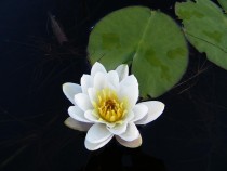 Wildflower Scottish water lily Loch Pottie Fionnphort Mull