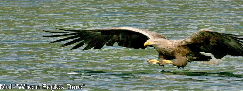 Sea Eagle,White tailed Eagle,Eagle Island,Fish Eagle,Isle of Mull,Mull