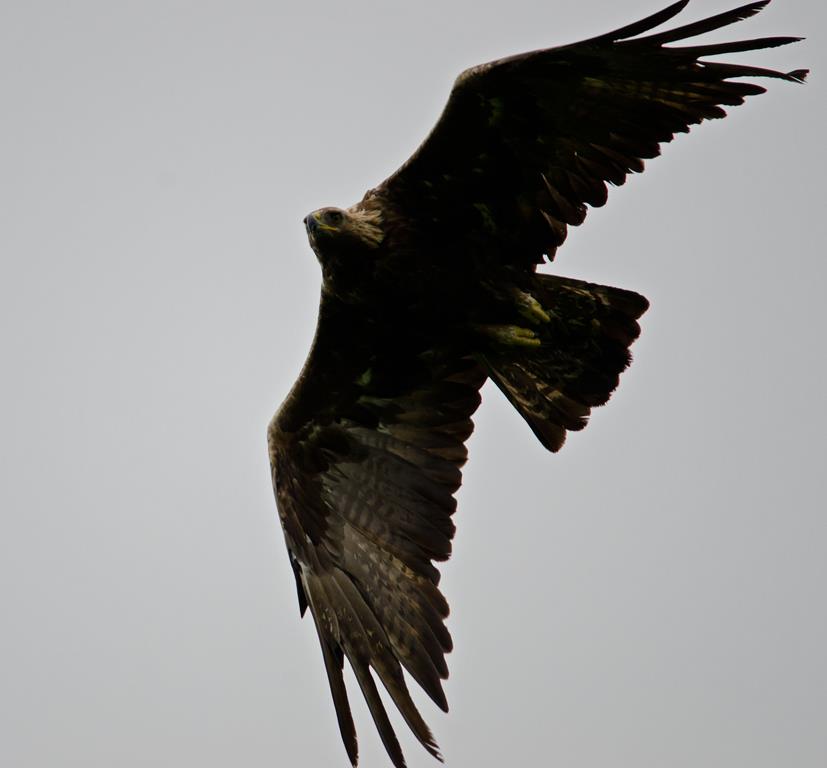 Golden Eagle,Isle of Mull