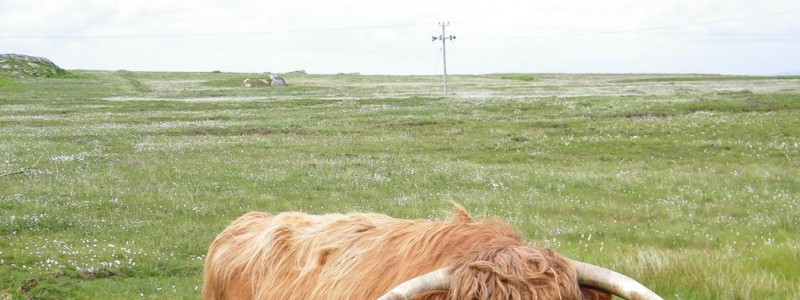 Highland Bull,Isle of Mull