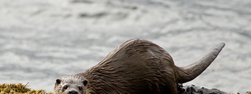boats-trips-and-tours,Otter, Isle of Mull