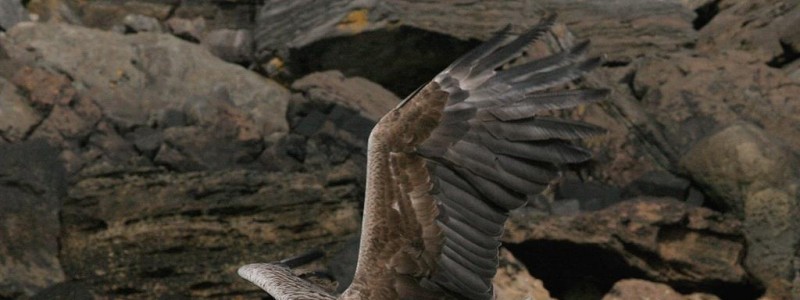 wildlife,, sea eagle, white tailed sea eagle