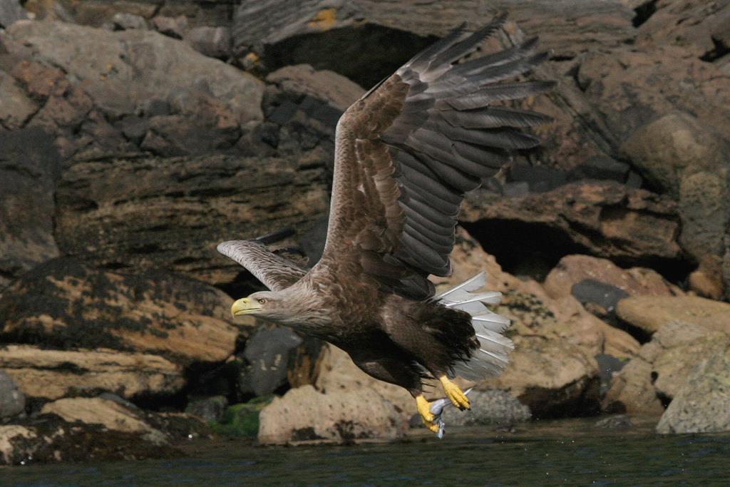 wildlife,, sea eagle, white tailed sea eagle