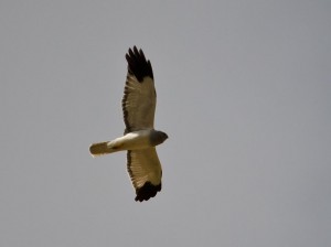 hen harrier,bed and breakfast,Seaview,Mull