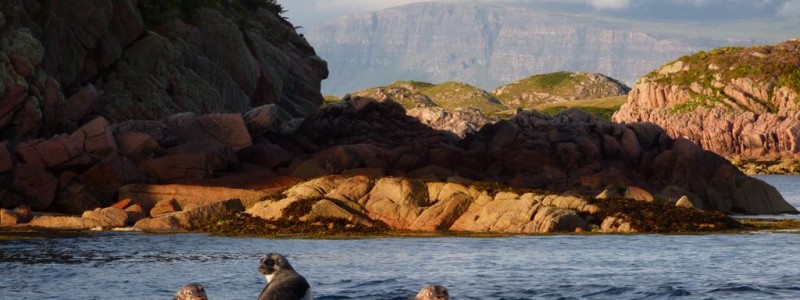 Seals, Fionnphort, Isle of Mull, Wildlife
