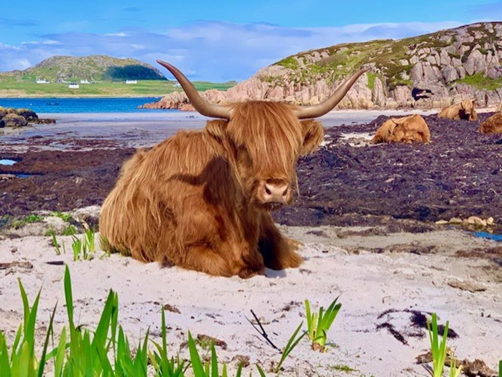 Seaview, B and B, Mull, highland cow